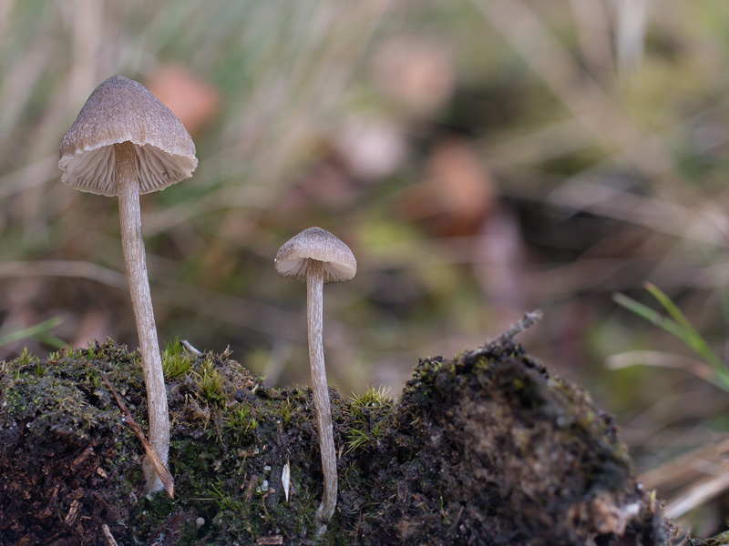 Entoloma fernandae